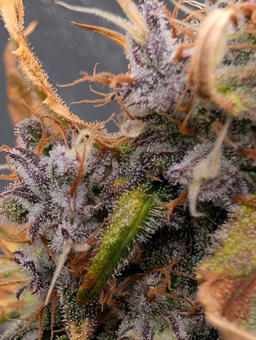 Guava Runtz Auto. Week 11