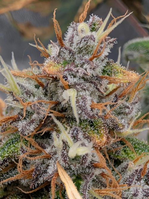 Guava Runtz Auto. Week 11