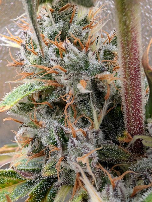 Guava Runtz Auto. Week 11