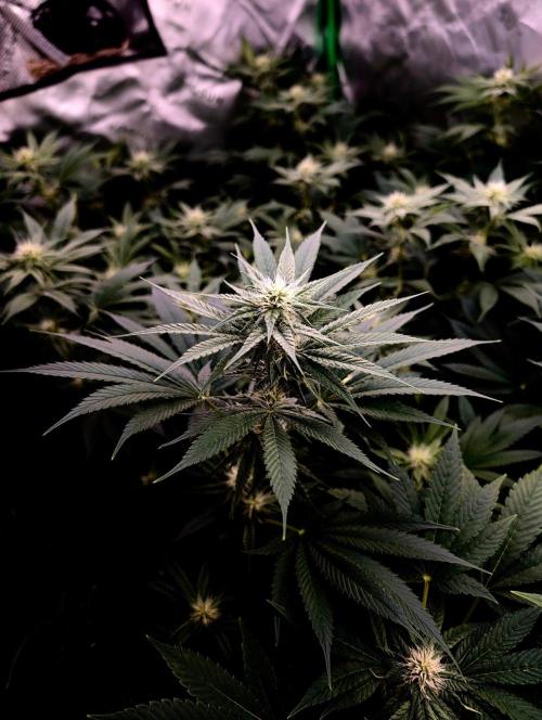 Melonade K. Week 11