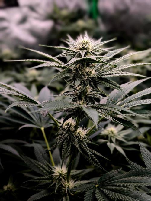 Melonade K. Week 11