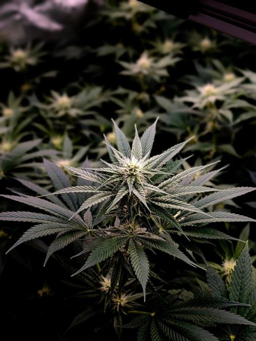 Melonade K. Week 11
