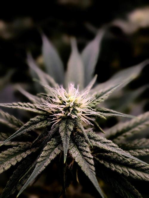 Melonade K. Week 11