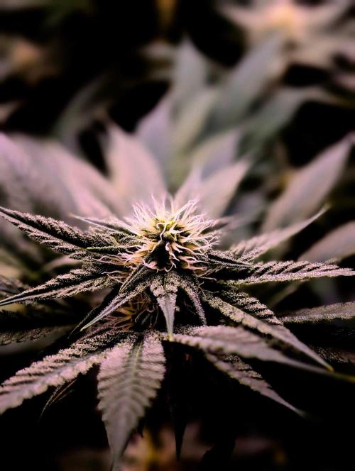 Melonade K. Week 11
