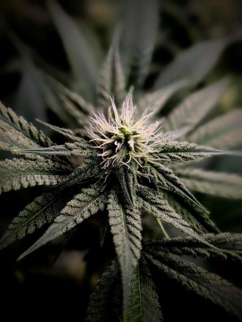 Melonade K. Week 11