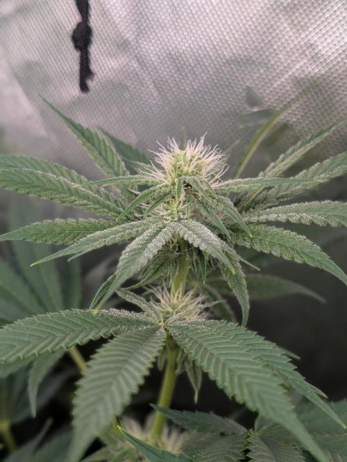 Melonade K. Week 11