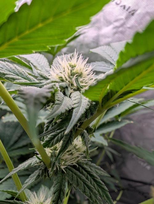 Buster of Lungs. Week 11