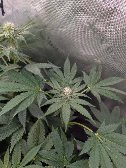 Buster of Lungs. Week 11