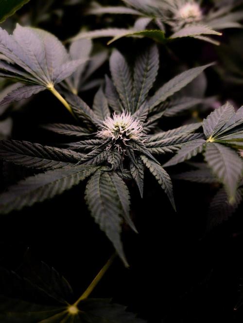 Buster of Lungs. Week 11