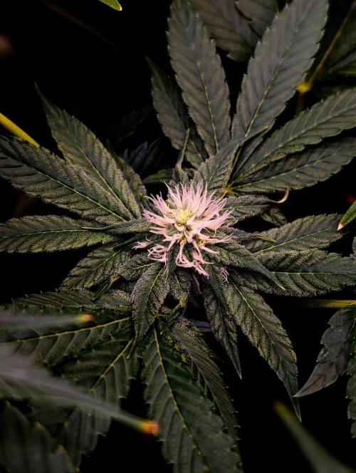 Buster of Lungs. Week 11