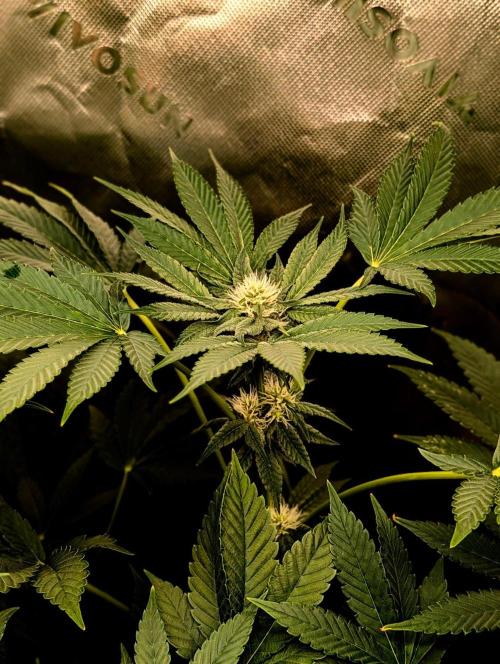 Buster of Lungs. Week 11