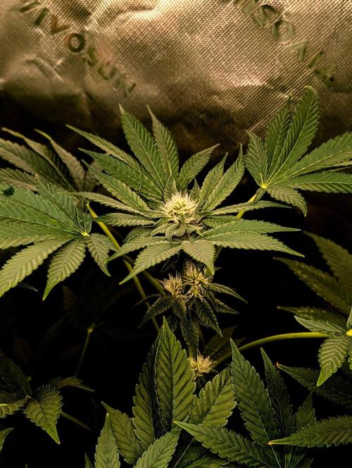 Buster of Lungs. Week 11
