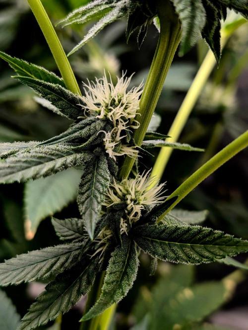 Buster of Lungs. Week 11