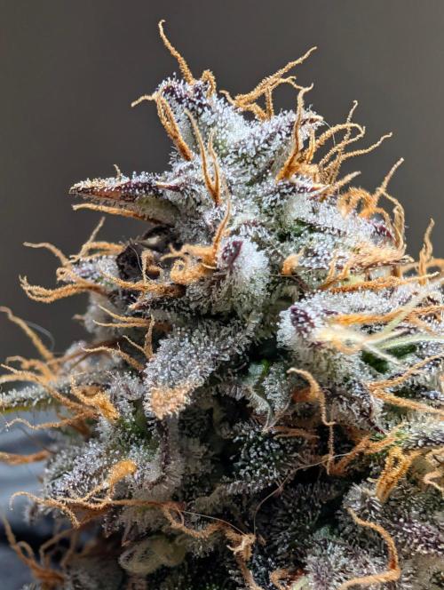 Guava Runtz Auto. Week 12