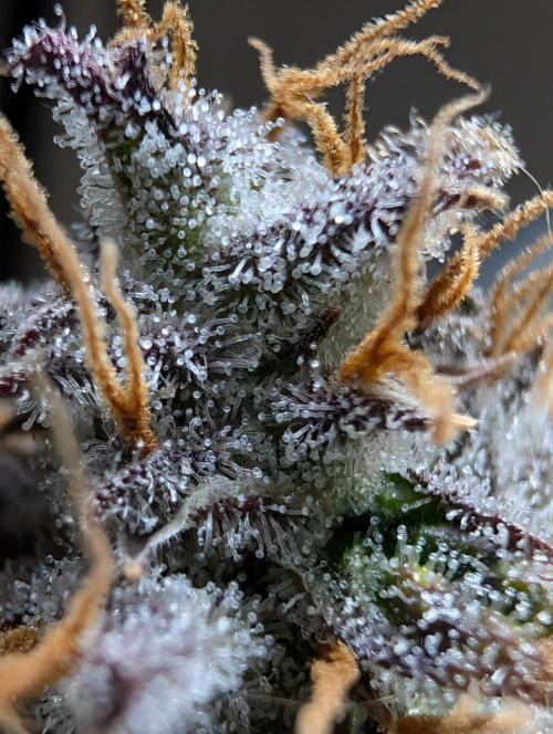 Guava Runtz Auto. Week 12