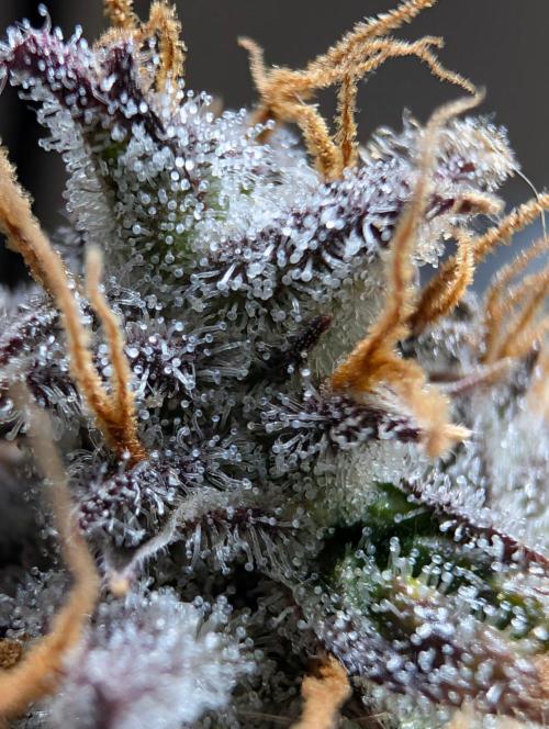 Guava Runtz Auto. Week 12