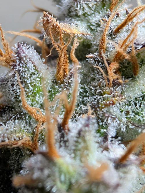 Guava Runtz Auto. Week 12