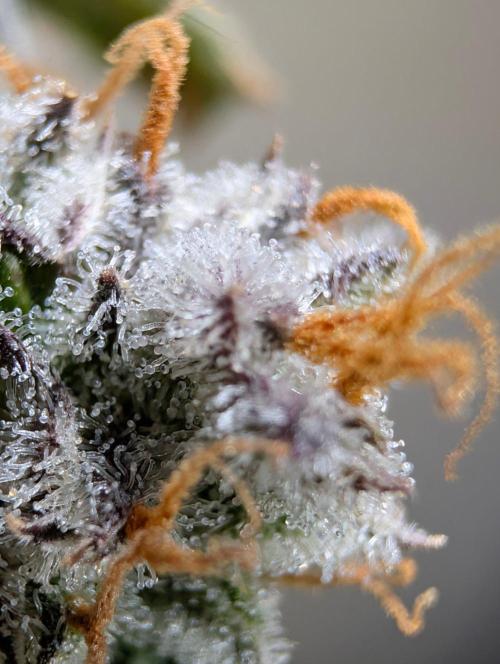 Guava Runtz Auto. Week 12