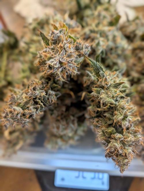 Guava Runtz Auto. Week 12