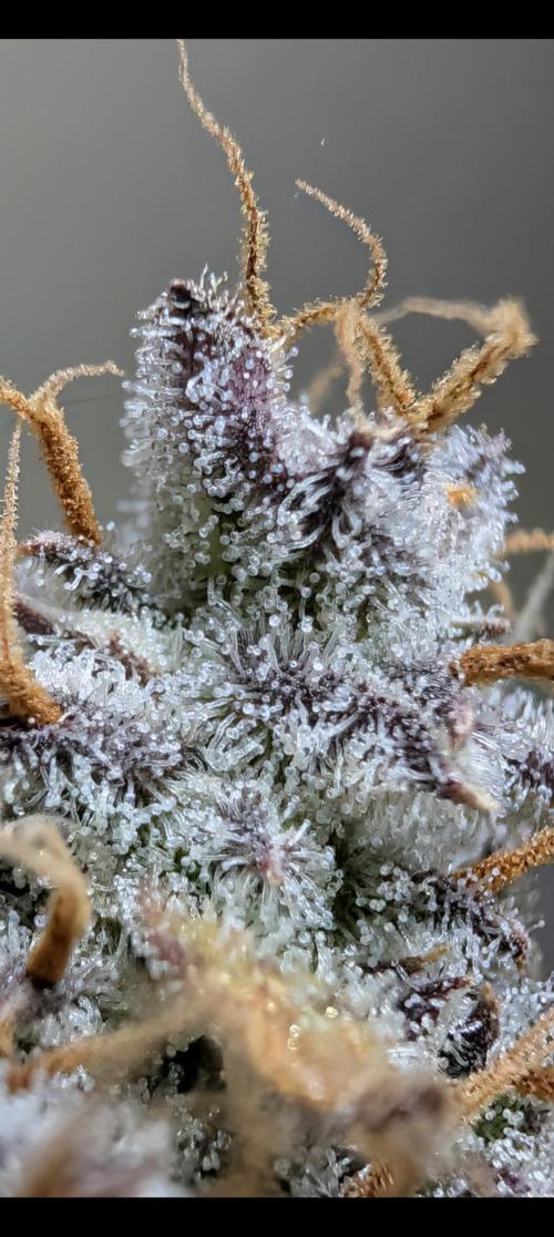 Guava Runtz Auto. Week 12