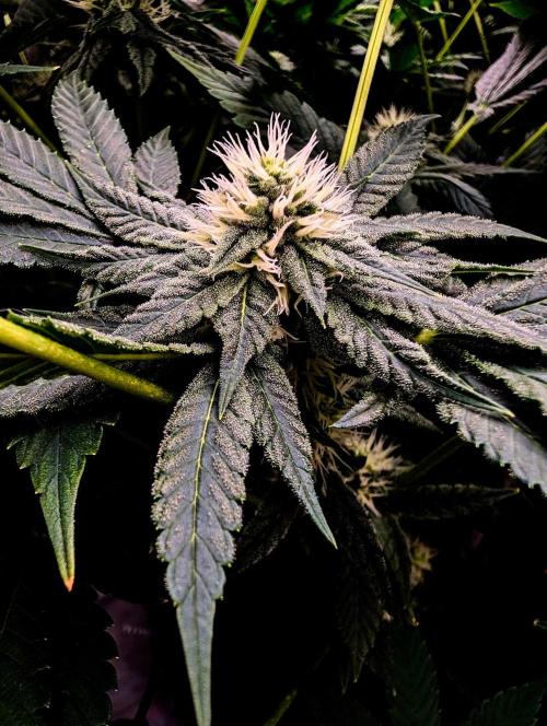 Buster of Lungs. Week 12