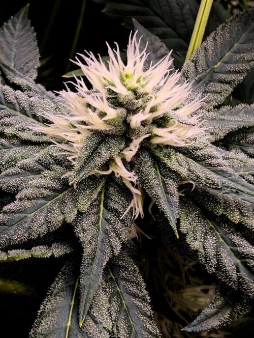 Buster of Lungs. Week 12