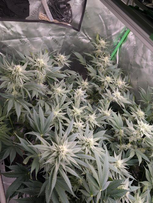 Buster of Lungs. Week 12