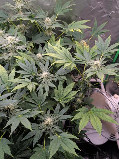 Buster of Lungs. Week 12