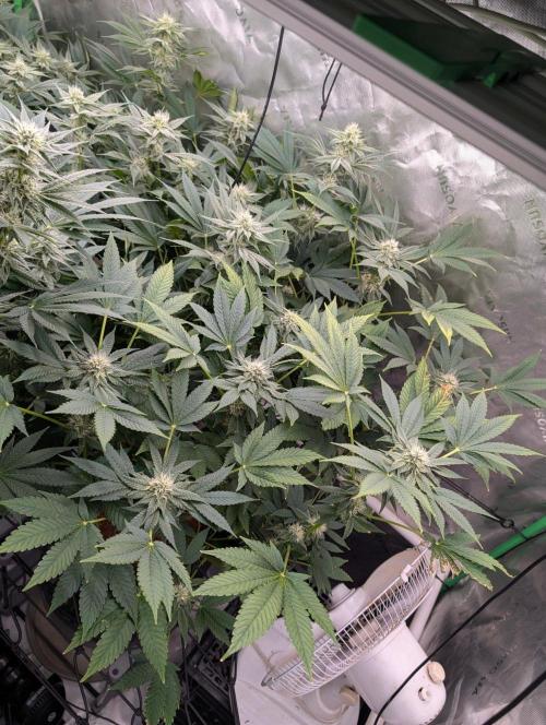 Buster of Lungs. Week 12