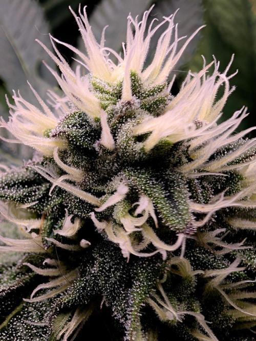 Buster of Lungs. Week 12