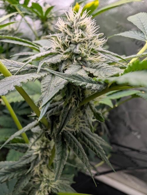 Buster of Lungs. Week 12