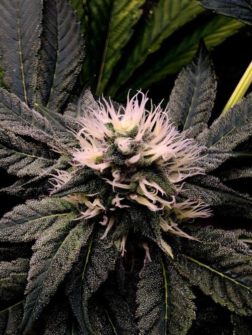Buster of Lungs. Week 12