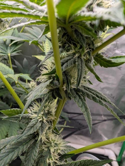 Buster of Lungs. Week 12