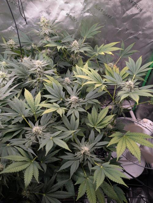 Buster of Lungs. Week 12