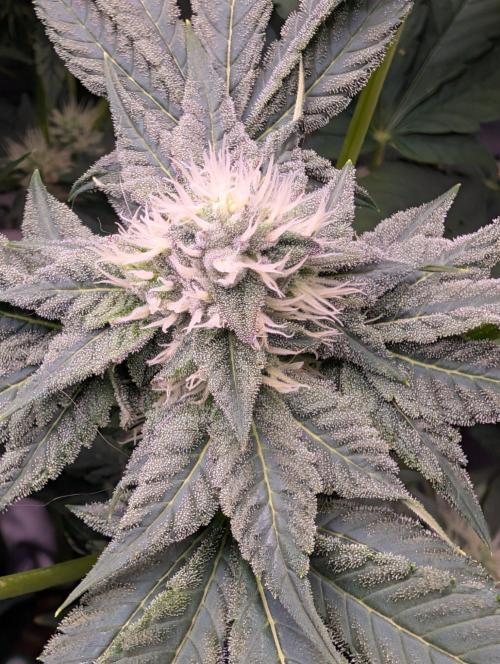 Lung Buster. Week 12