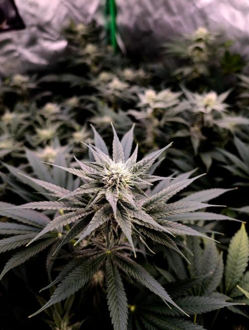Melonade K. Week 12