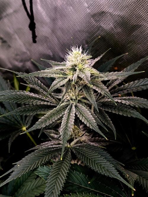 Melonade K. Week 12