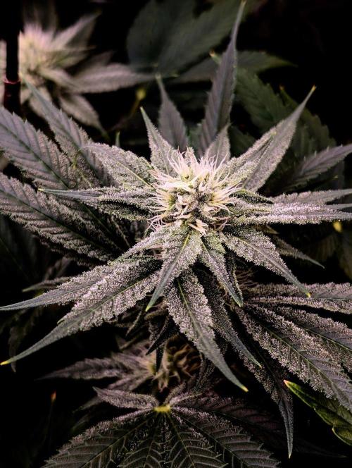 Melonade K. Week 12