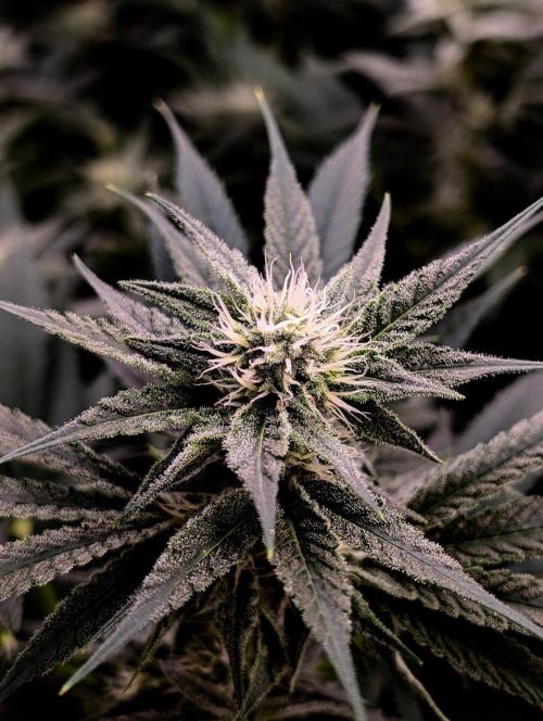 Melonade K. Week 12
