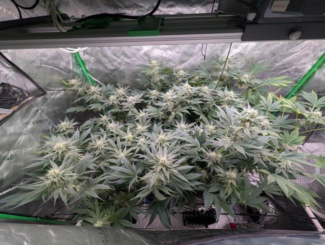 Melonade K. Week 12