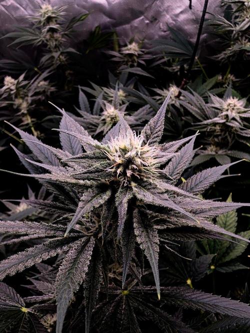 Melonade K. Week 12