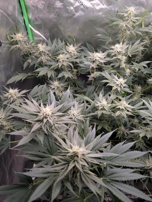 Melonade K. Week 12