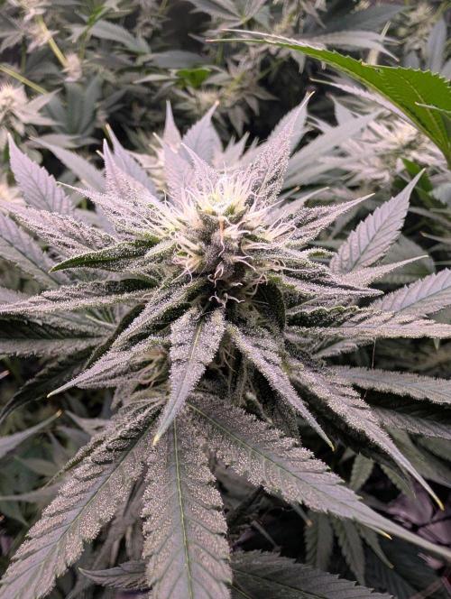 Melonade K. Week 12