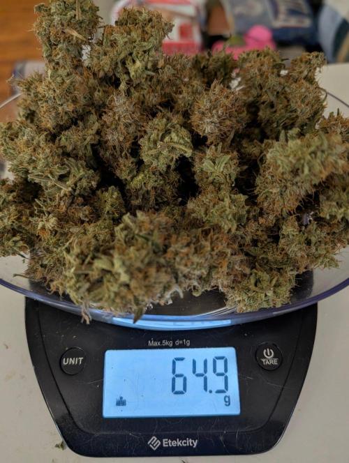 Guava Runtz Auto. Week 12
