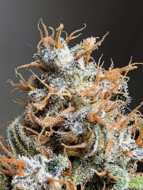 Guava Runtz Auto. Week 12