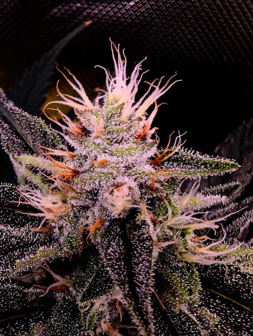 Melonade K. Week 13