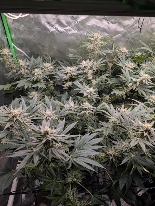 Melonade K. Week 13