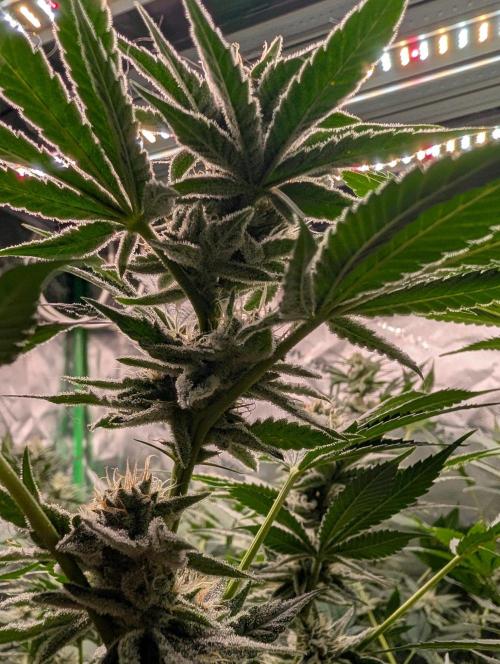 Melonade K. Week 13