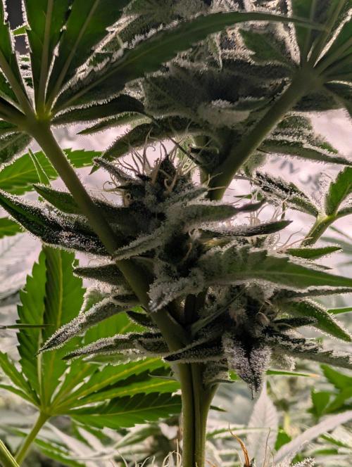 Melonade K. Week 13