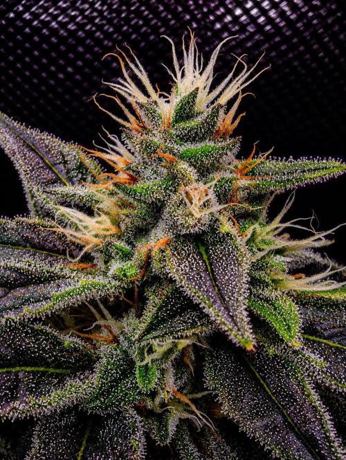 Melonade K. Week 13